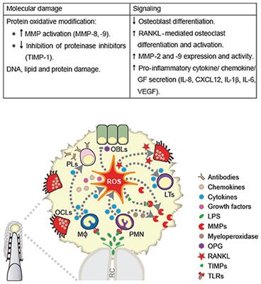 Oxidative Stress in the Local and Systemic Events of Apical Periodontitis